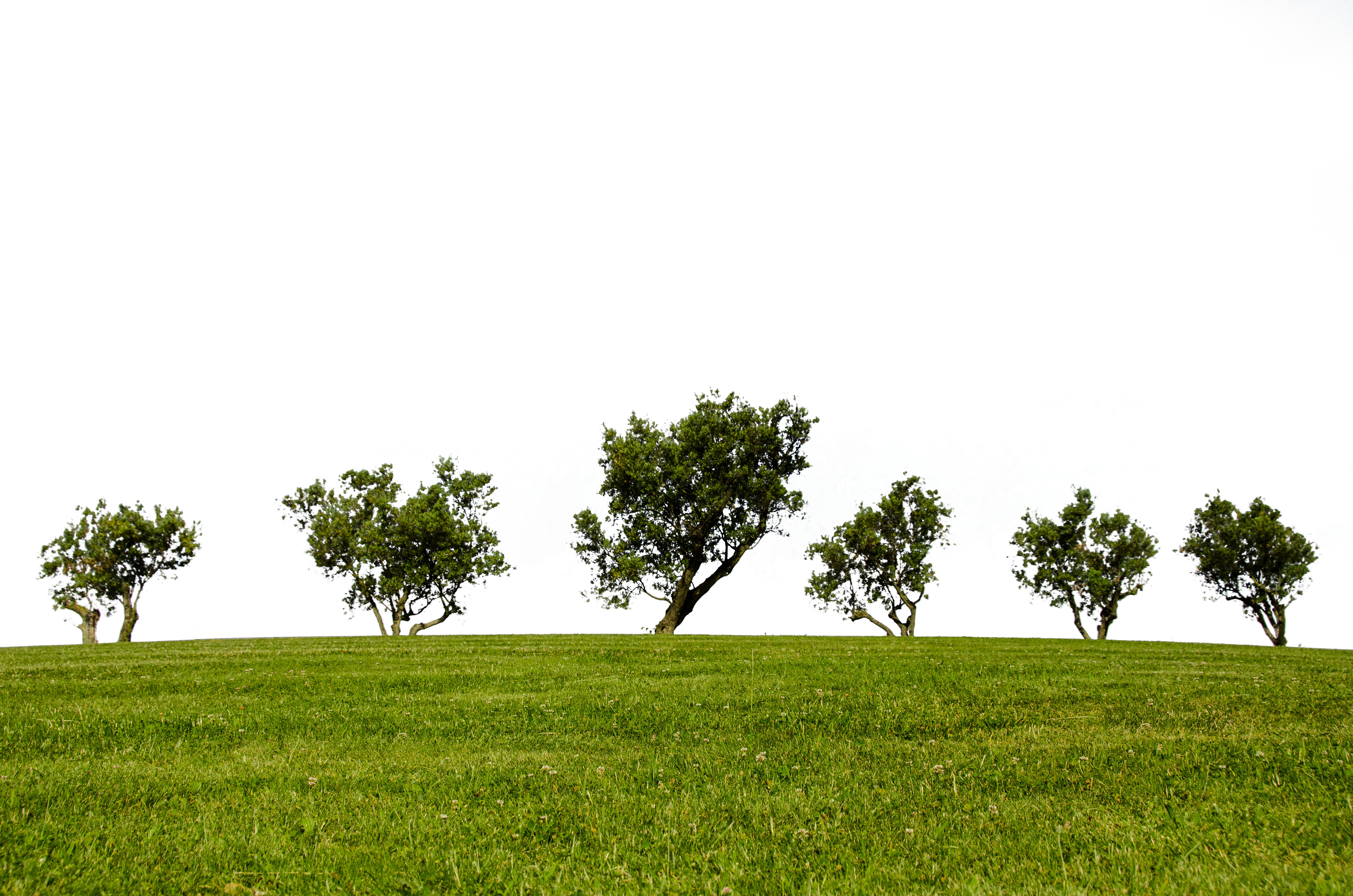 Nighttime Silhouetteof Trees Against Black Sky PNG with transparent background