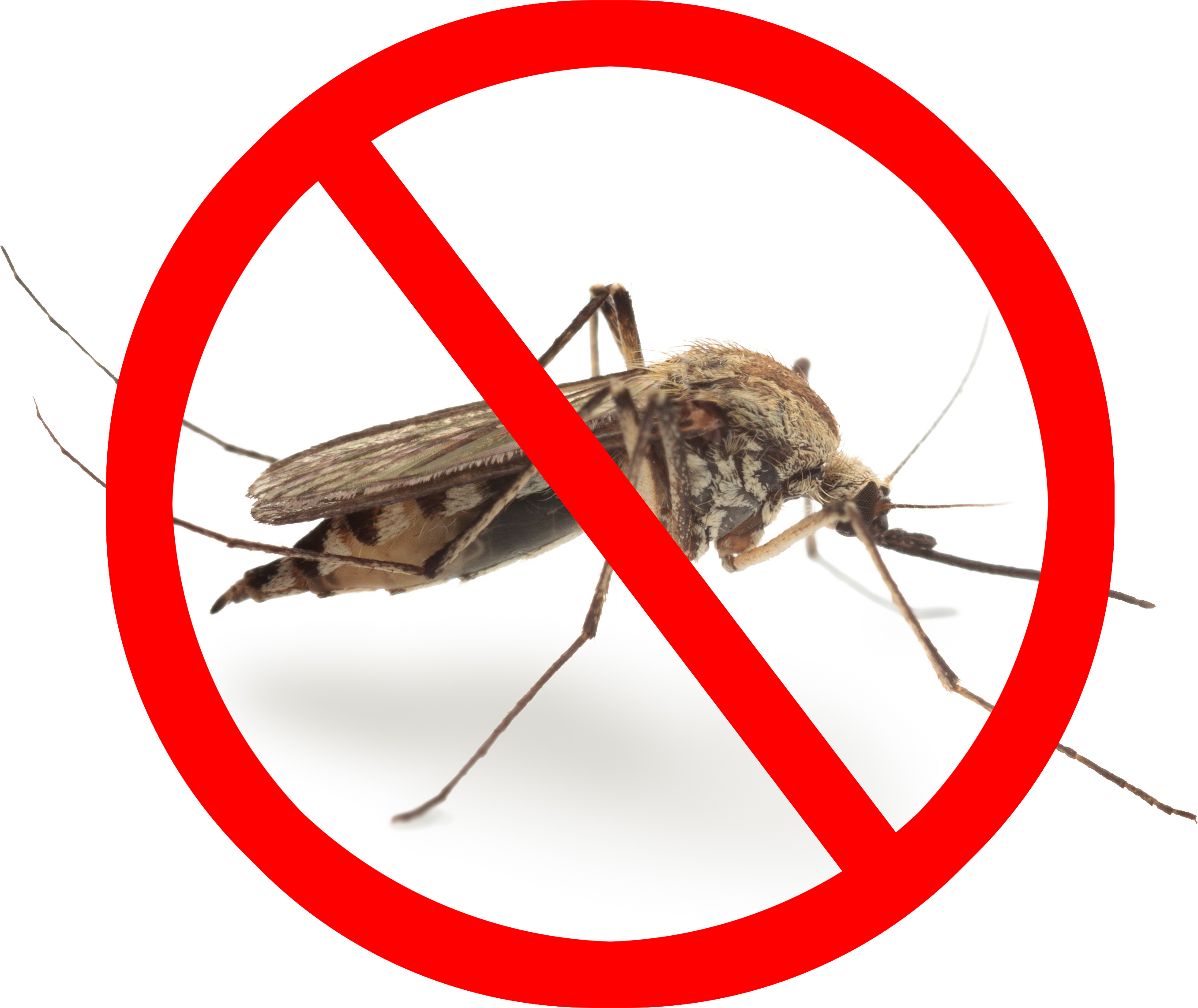 Mosquito Png Image Transparent - Pest Control Mosquito Png, Png Download PNG with transparent background
