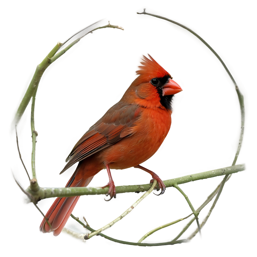 Northern Cardinal Png 05242024