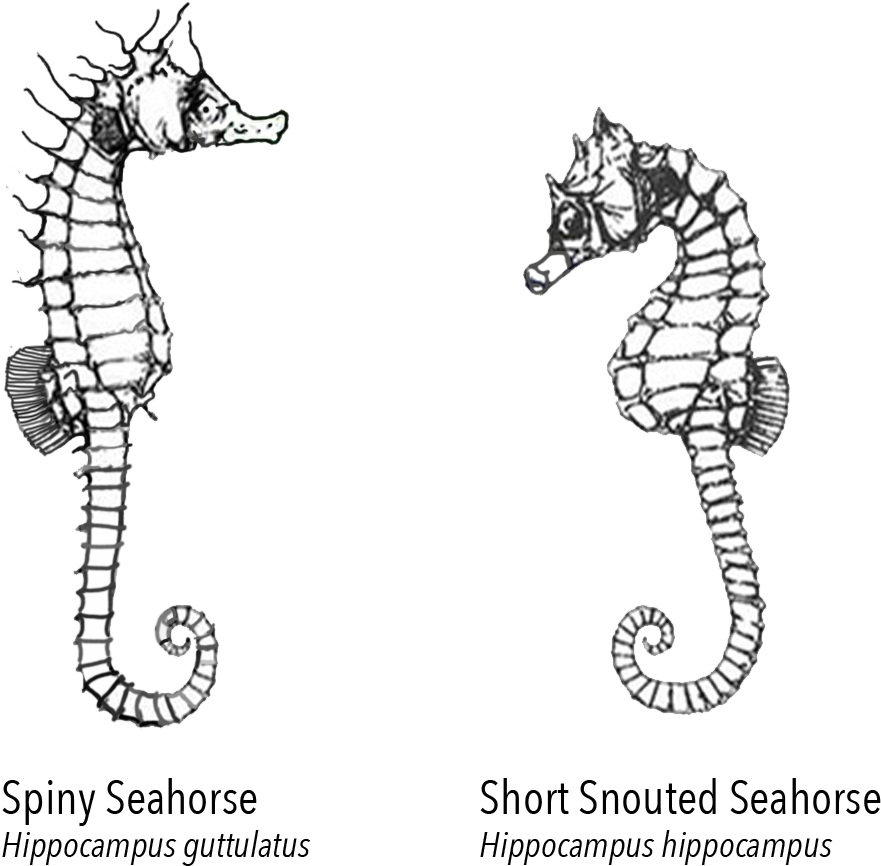 Northern Seahorse - Cartoon, HD Png Download PNG with transparent background
