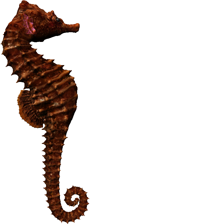 Northern Seahorse , Png Download - Seahorse Png, Transparent Png PNG with transparent background