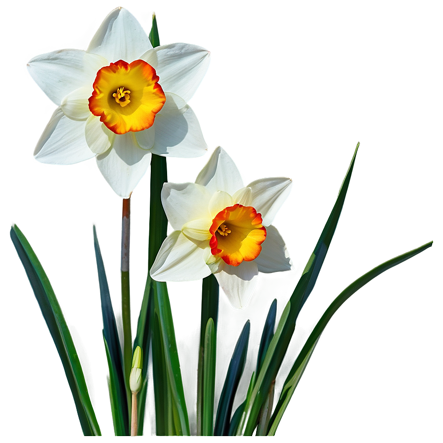 Nostalgic Narcissus Png Wcj