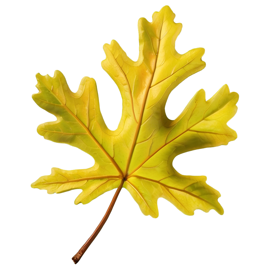 Oak Leaf A