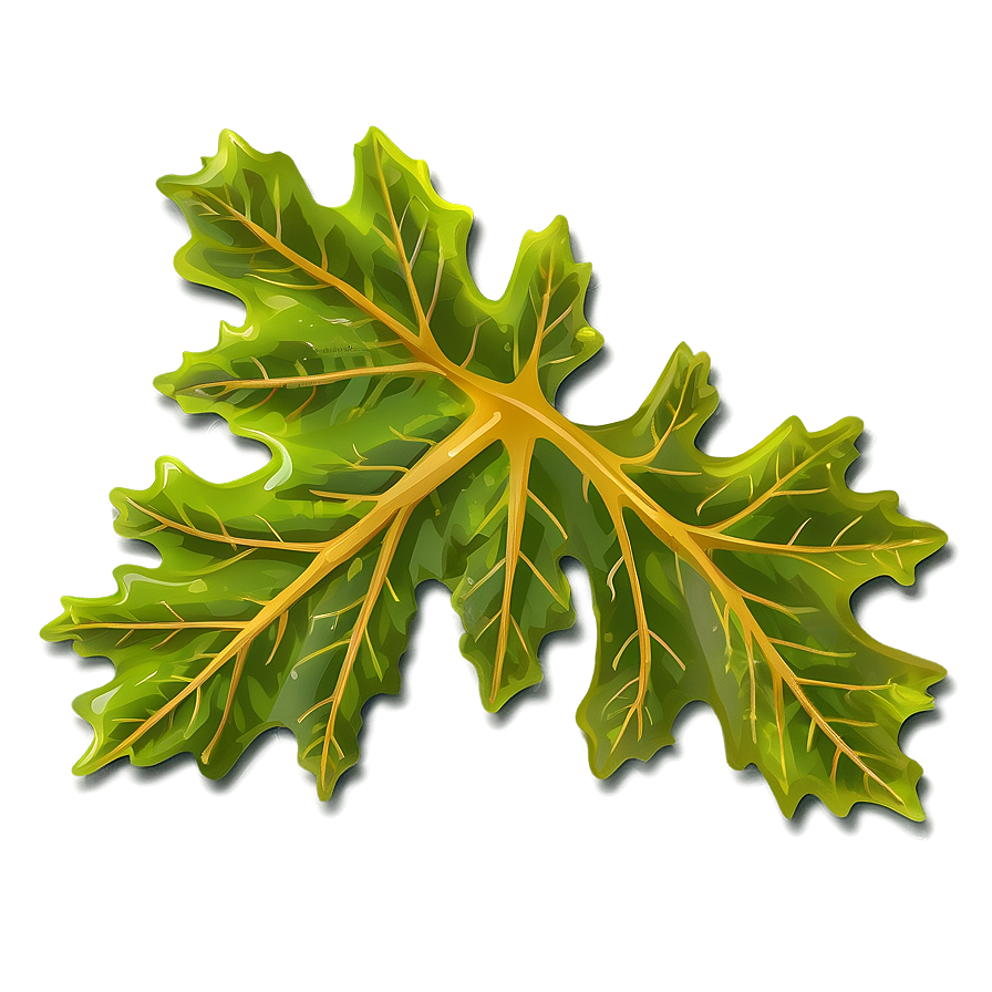 Oak Leaf Illustration Png 06292024