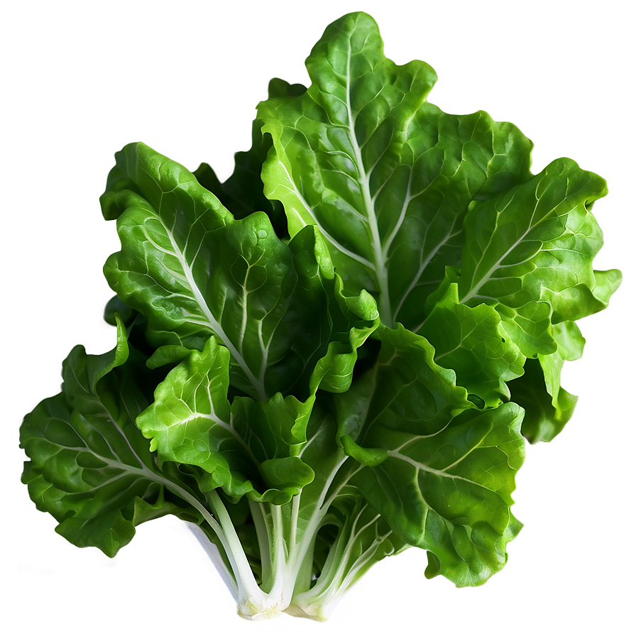 Oak Leaf Lettuce Png Xim86