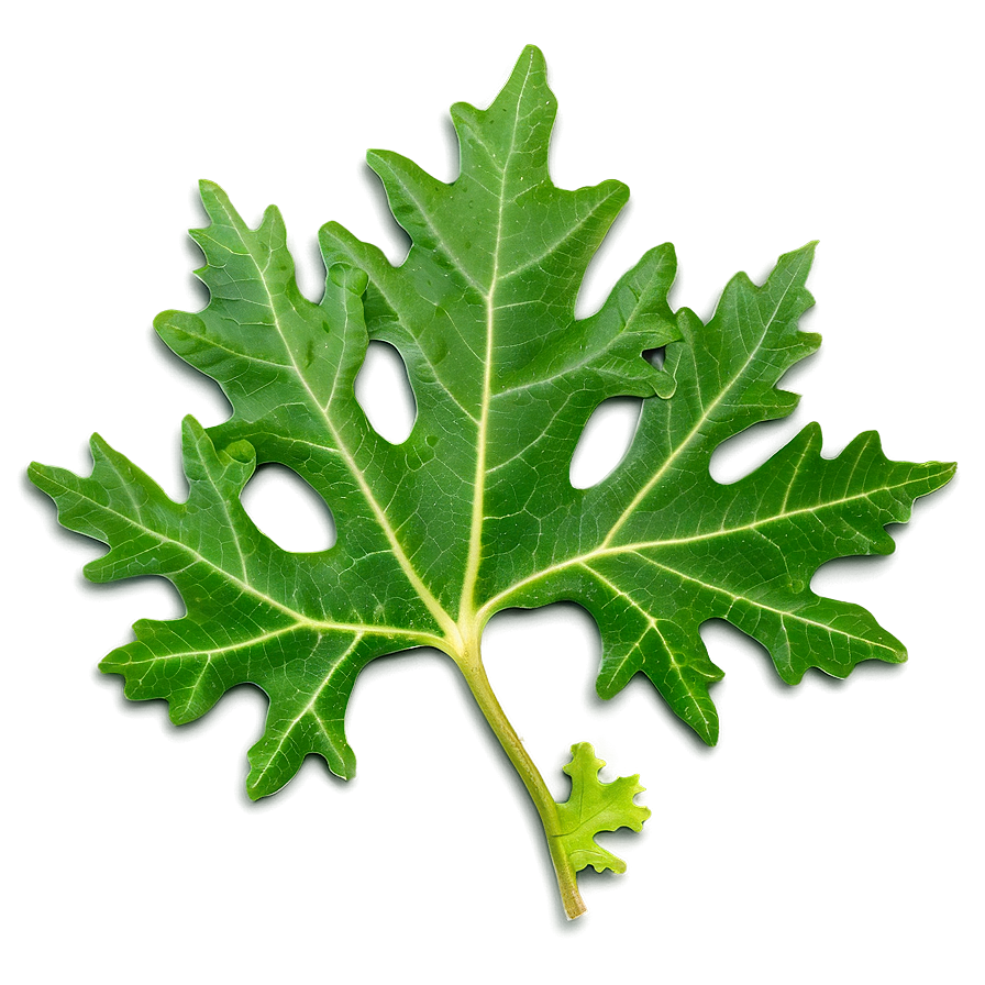 Oak Leaf Veins PNG 97 PNG with transparent background