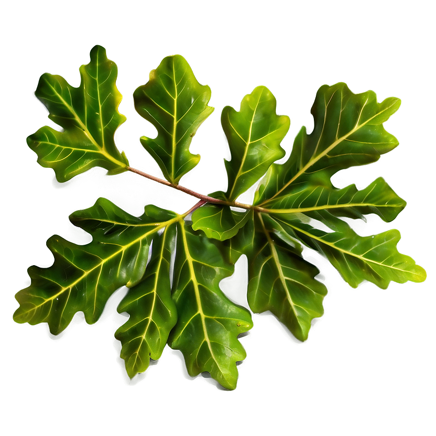 Oak Leaves PNG uyq PNG with transparent background