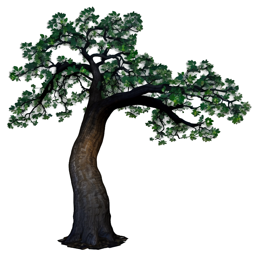 Oak Tree at Dawn PNG 06262024 PNG with transparent background