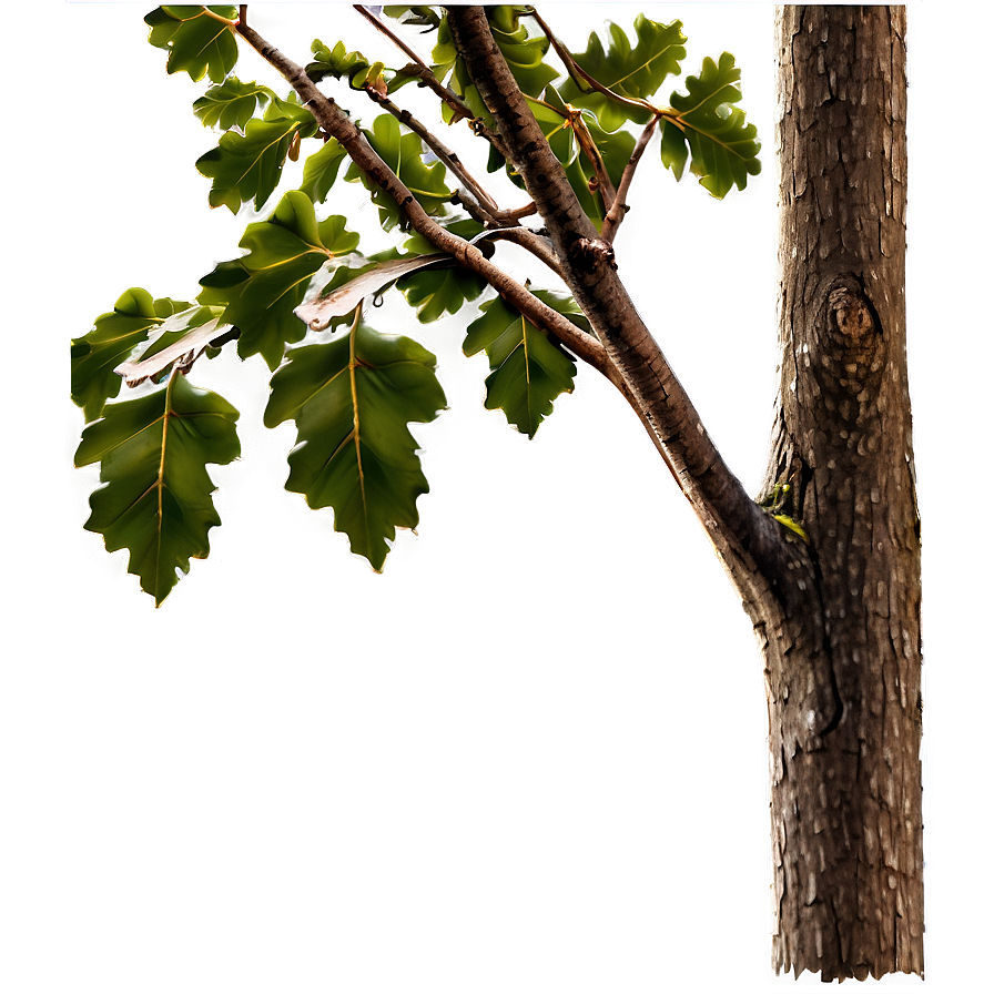 Oak Tree Branch Png 3