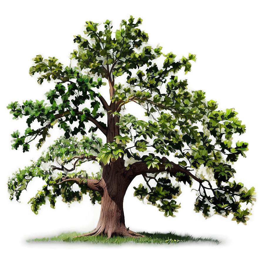 Oak Tree Line Art PNG 06262024 PNG with transparent background