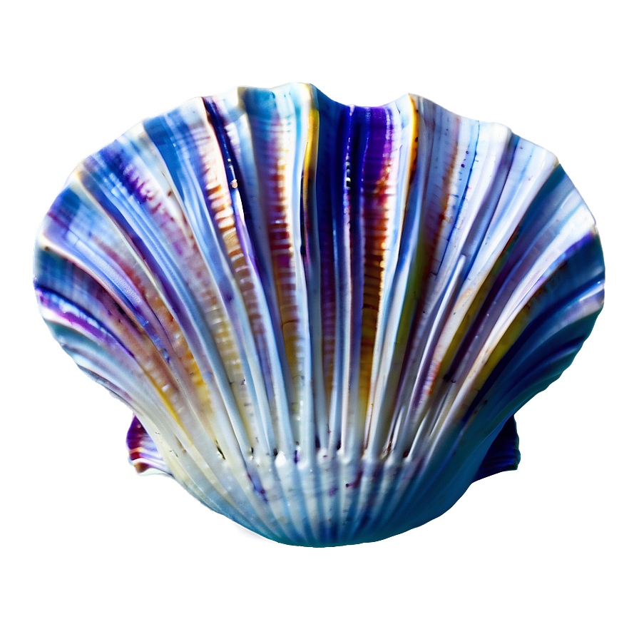 Ocean Clam Shell Png 52