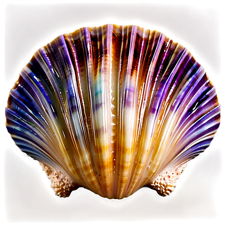 Ocean Clam Shell Png Sri51