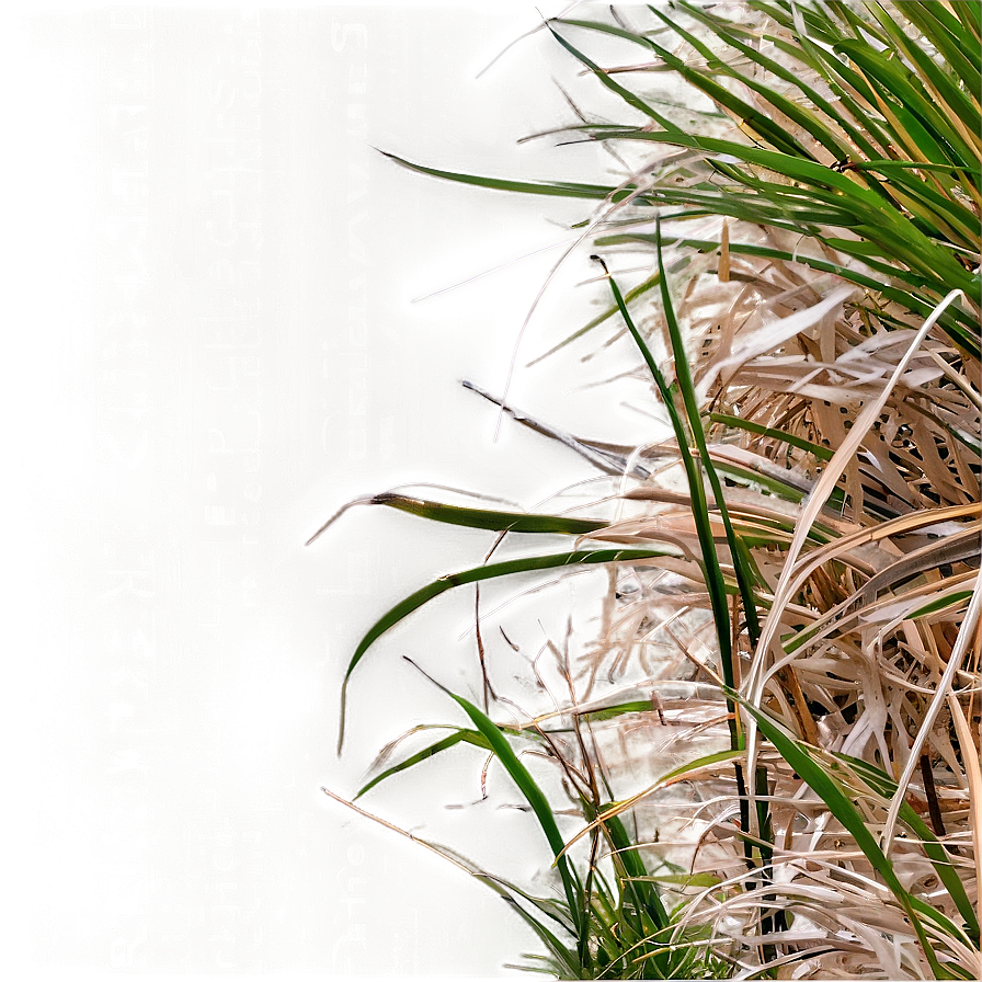 Oceanfront Dune Grass Png Fok13