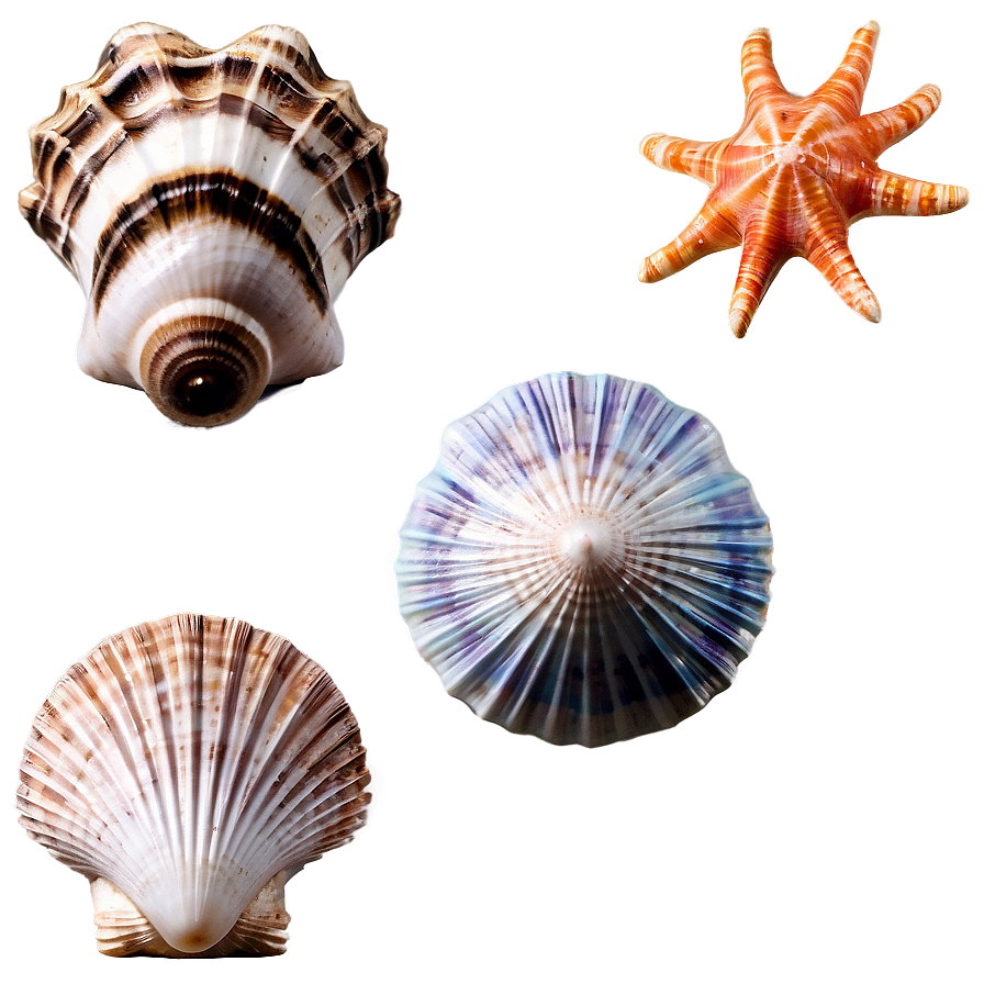 Oceanic Seashells PNG uhb PNG image with a transparent background, free high-resolution download