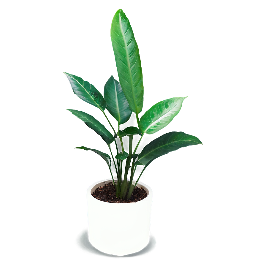 Office Plant Png 34