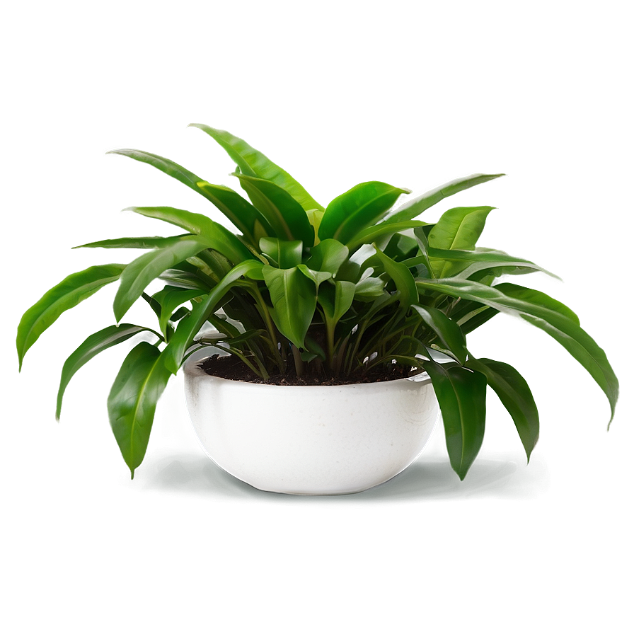 Office Plants Png 40