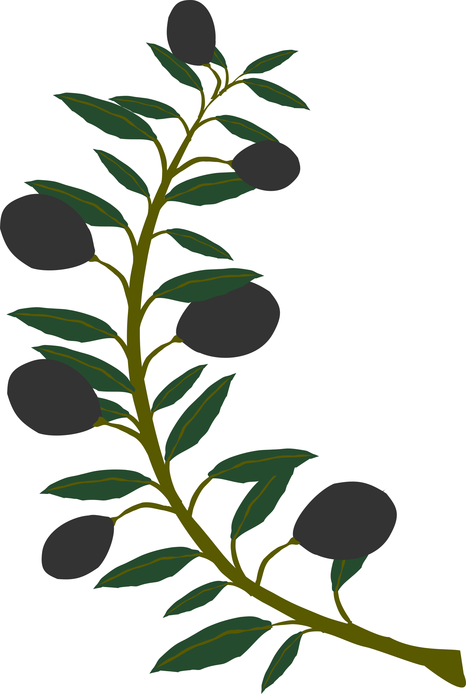 Olive Branch Png Free, Transparent Png PNG with transparent background