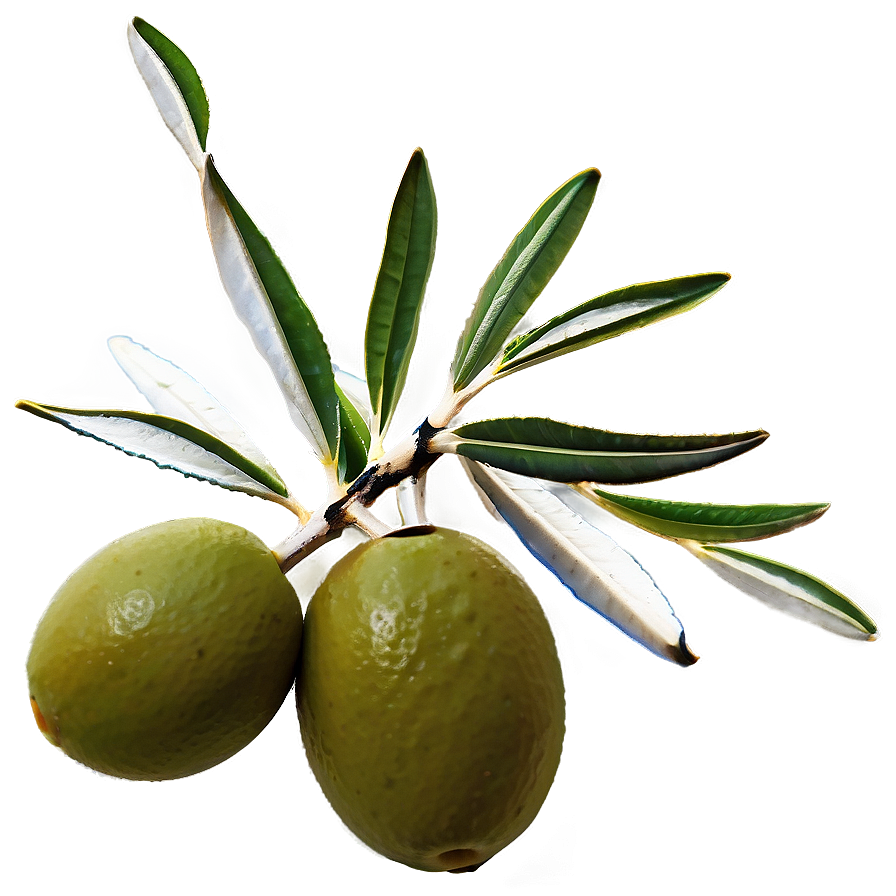 Olive Branch PNG 43 PNG with transparent background