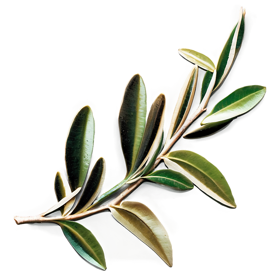 Olive Branch PNG fty36 PNG with transparent background