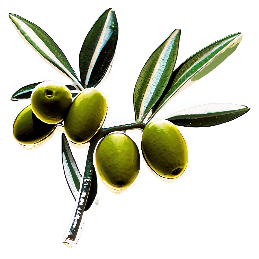 Olive Branch Sketch Png 05242024