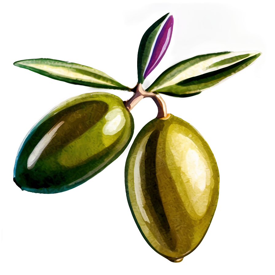 Olive Branch Watercolor Png 05242024