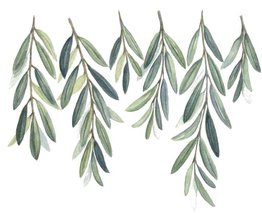 Olive Watercolor Painting Branch Willow Free Clipart - Olive Branch Invitation Template, HD Png Download PNG with transparent background