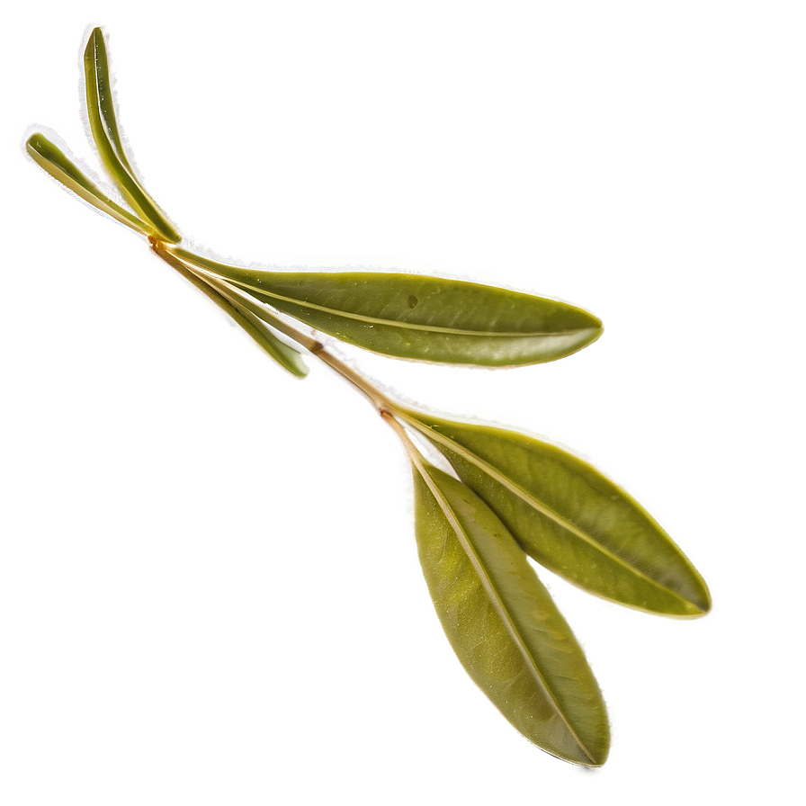 Olive Leaf Extract PNG 05242024 PNG with transparent background