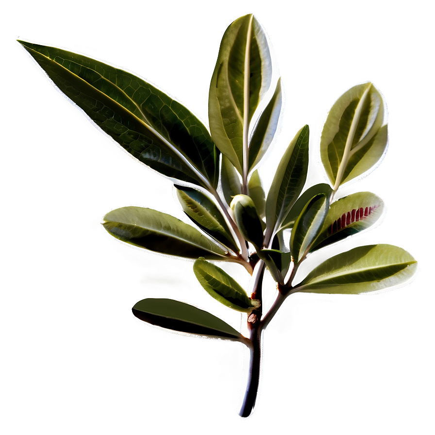 Olive Leaf Extract Png 05242024