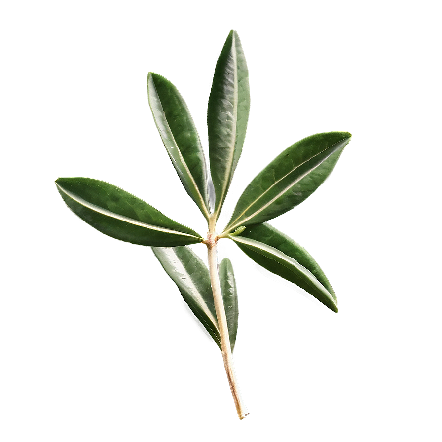 Olive Leaf Extract PNG 22 PNG with transparent background