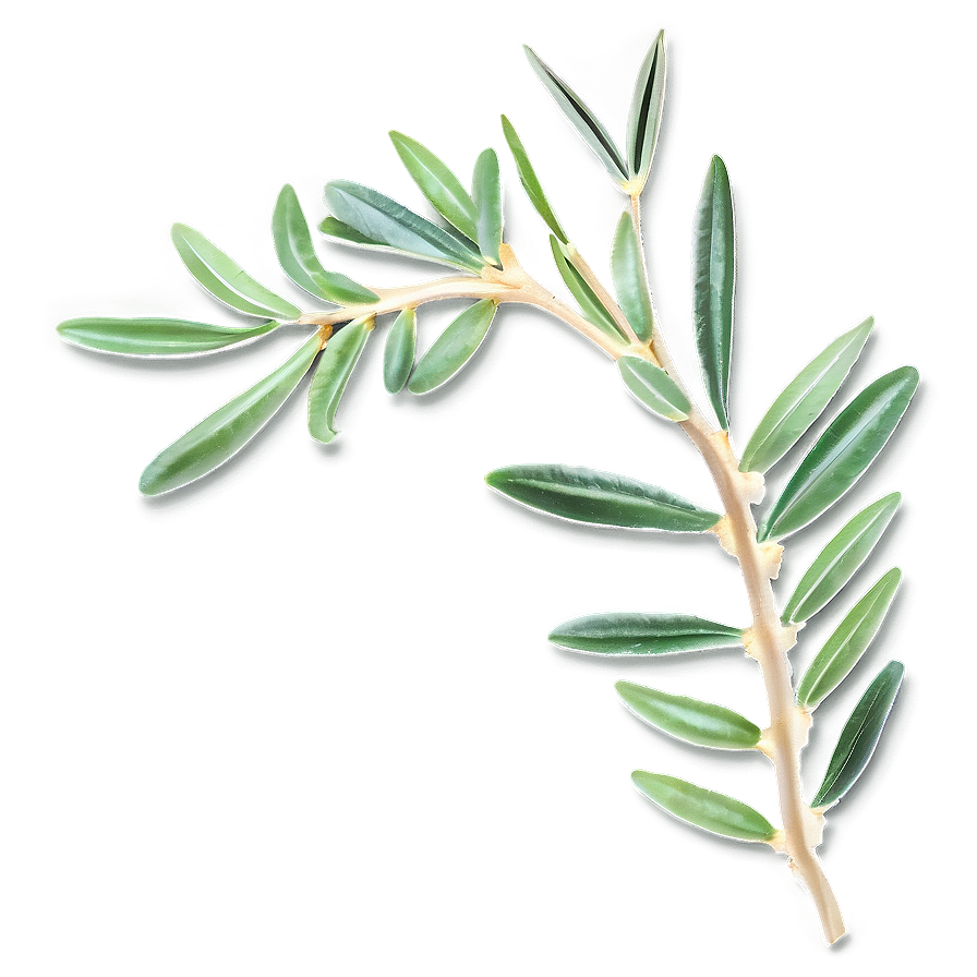 Olive Leaves PNG ffv PNG with transparent background