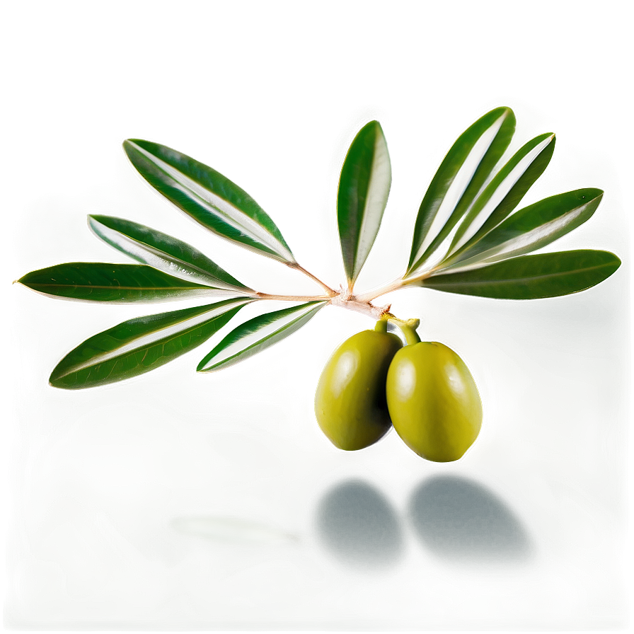 Olive Leaves PNG lkn PNG with transparent background