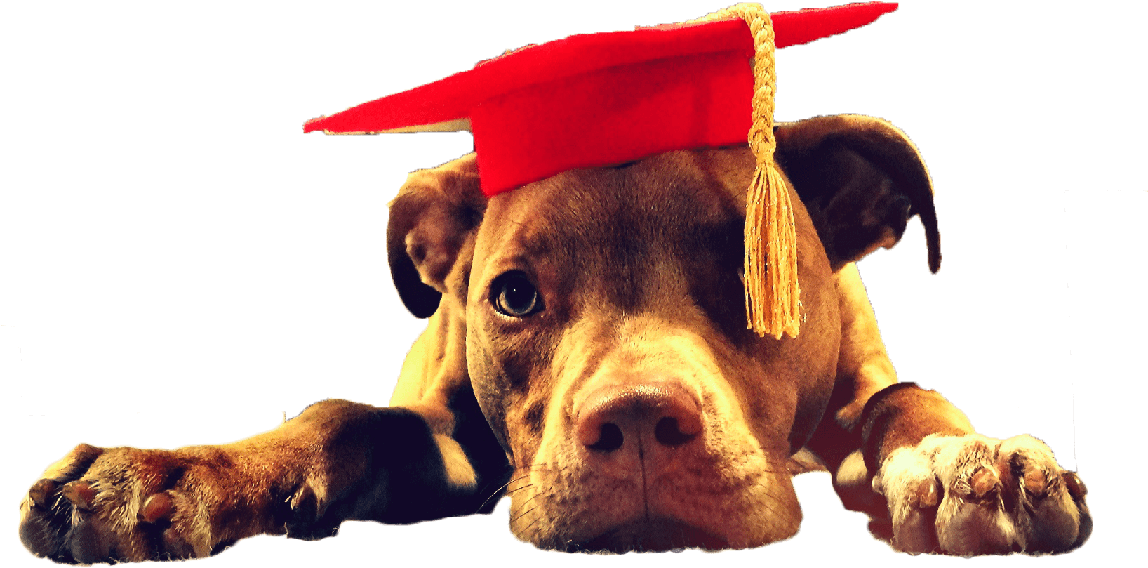 Olive Shiplett Pitbull Pittbull Lawn Care - Pitbull Flower Crown Transparent Png, Png Download PNG with transparent background