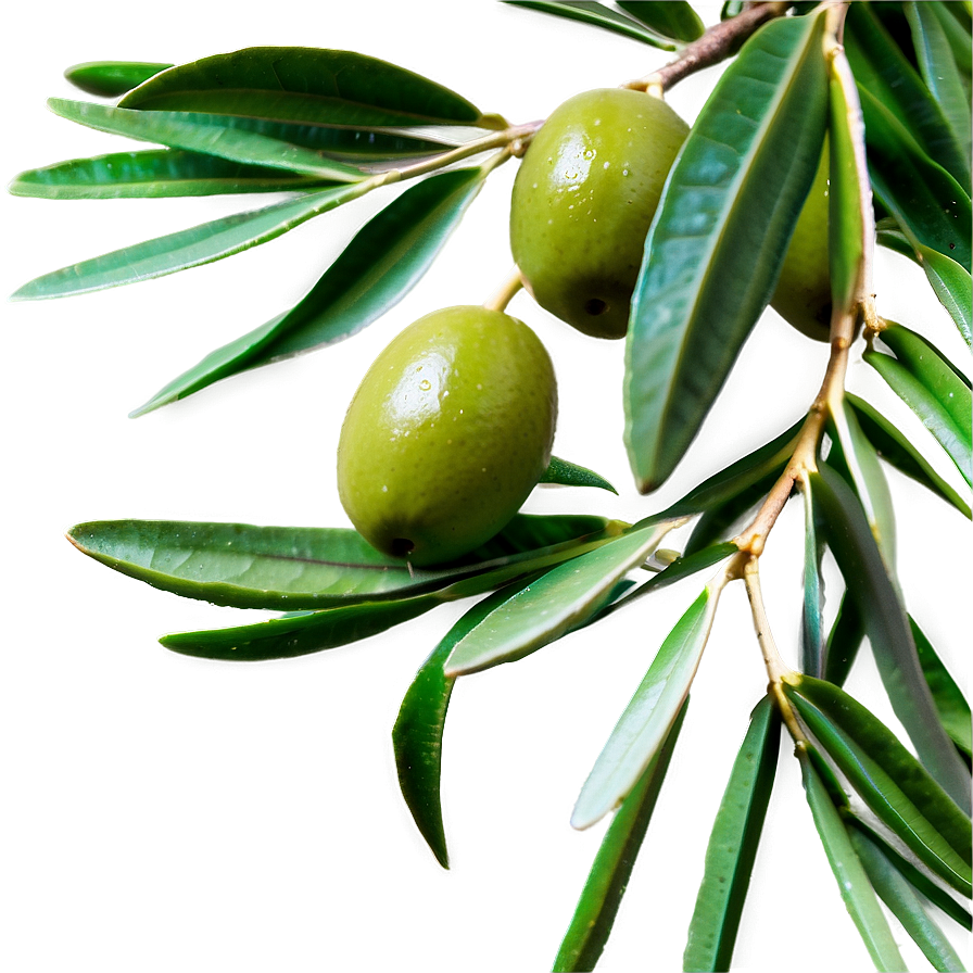 Olive Tree Branch Png 18