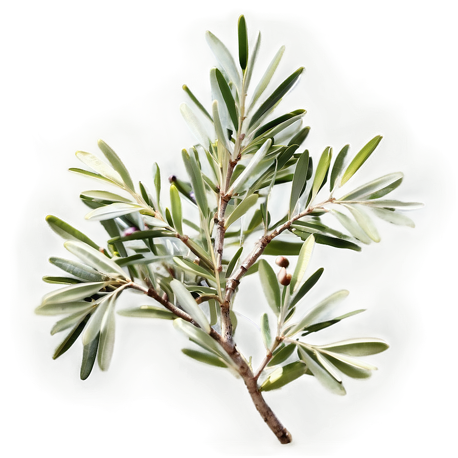 Olive Tree Branch Png 56