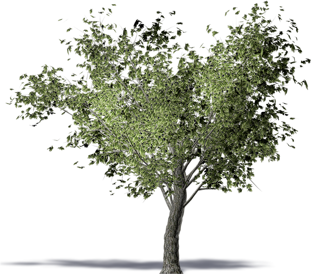 Olive Tree - Olive Tree Transparent Png, Png Download PNG with transparent background