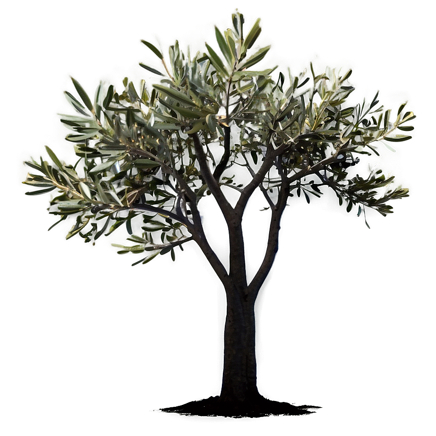 Olive Tree Silhouette PNG 17 PNG with transparent background