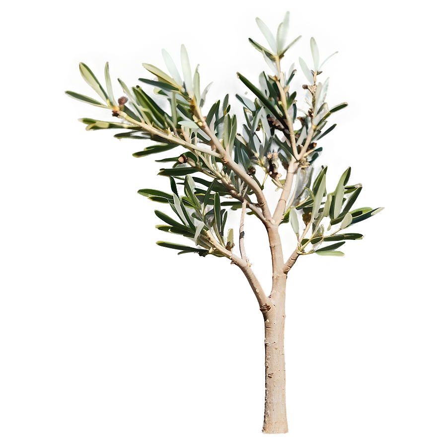 Olive Tree Silhouette PNG mgh PNG with transparent background