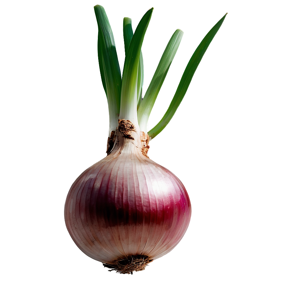 Onion Bulb Growing PNG 06122024 PNG with transparent background