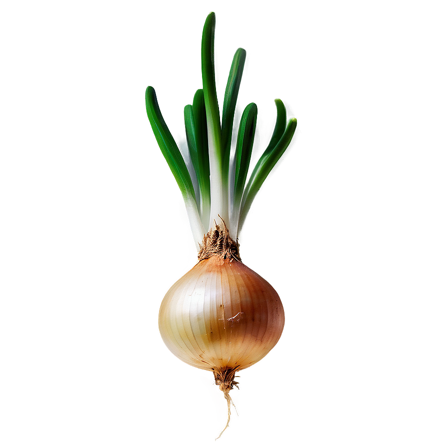 Onion Bulb Growing PNG 93 PNG with transparent background