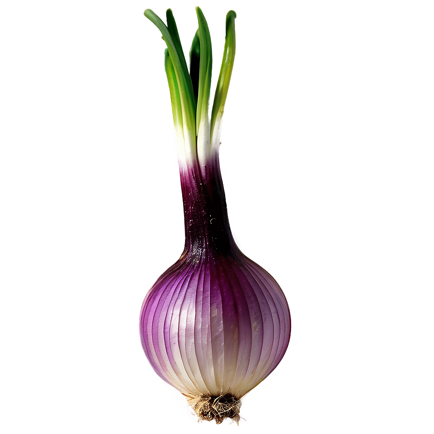 Onion Bulb Growing PNG hla9 PNG with transparent background