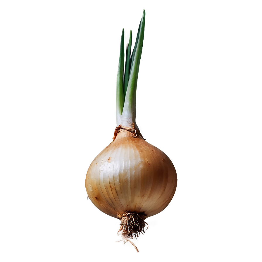 Onion Bulb Growing PNG xhg PNG with transparent background