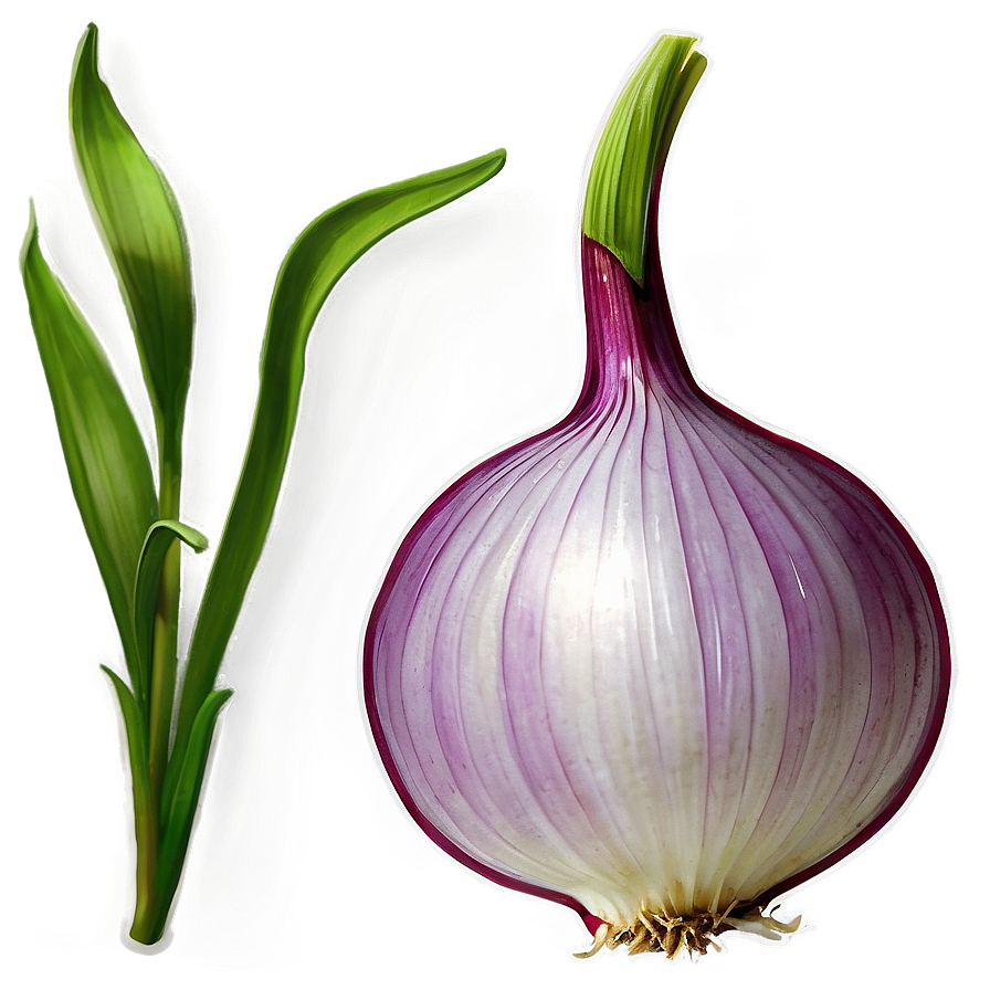 Onion Plant Illustration PNG 06122024 PNG with transparent background