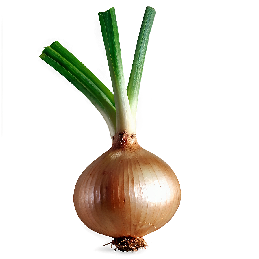 Onion With Roots Png 32