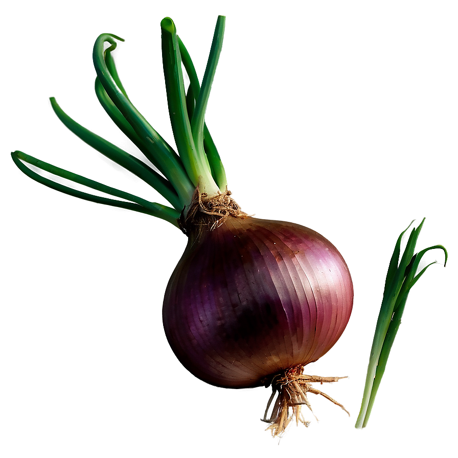 Onion With Roots Png 91