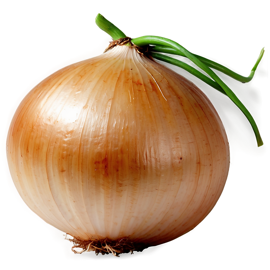 Onion with Roots PNG cjt PNG with transparent background