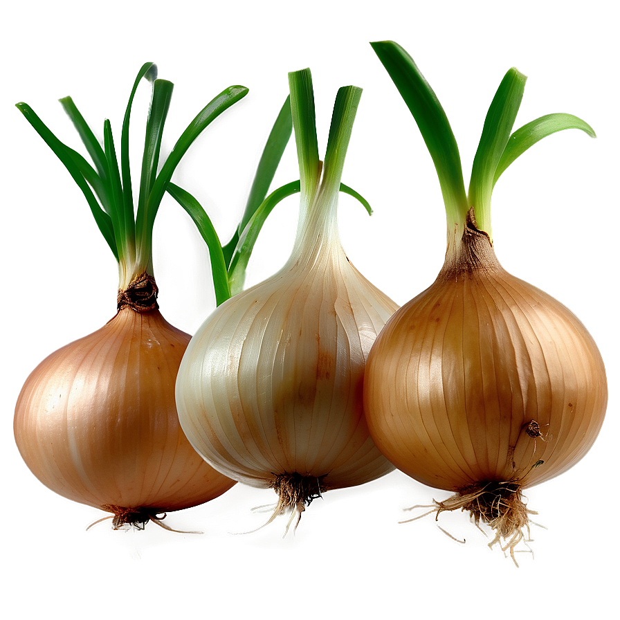 Onion with Roots PNG usi PNG with transparent background