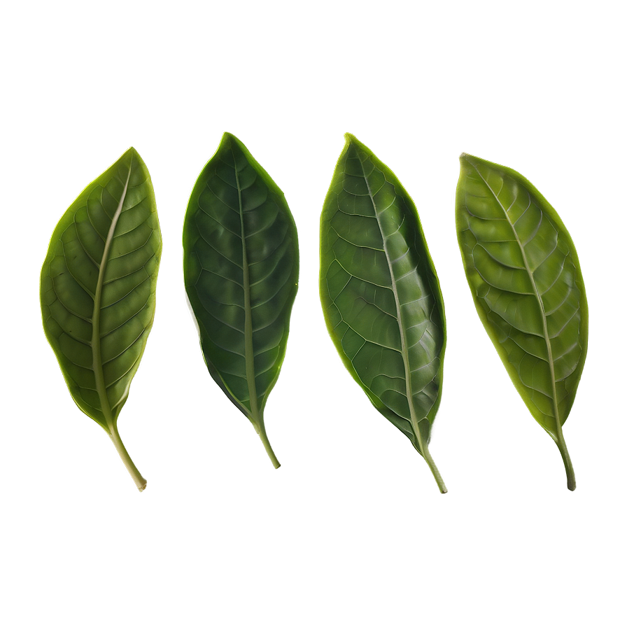 Oolong Tea Leaf Png Goh