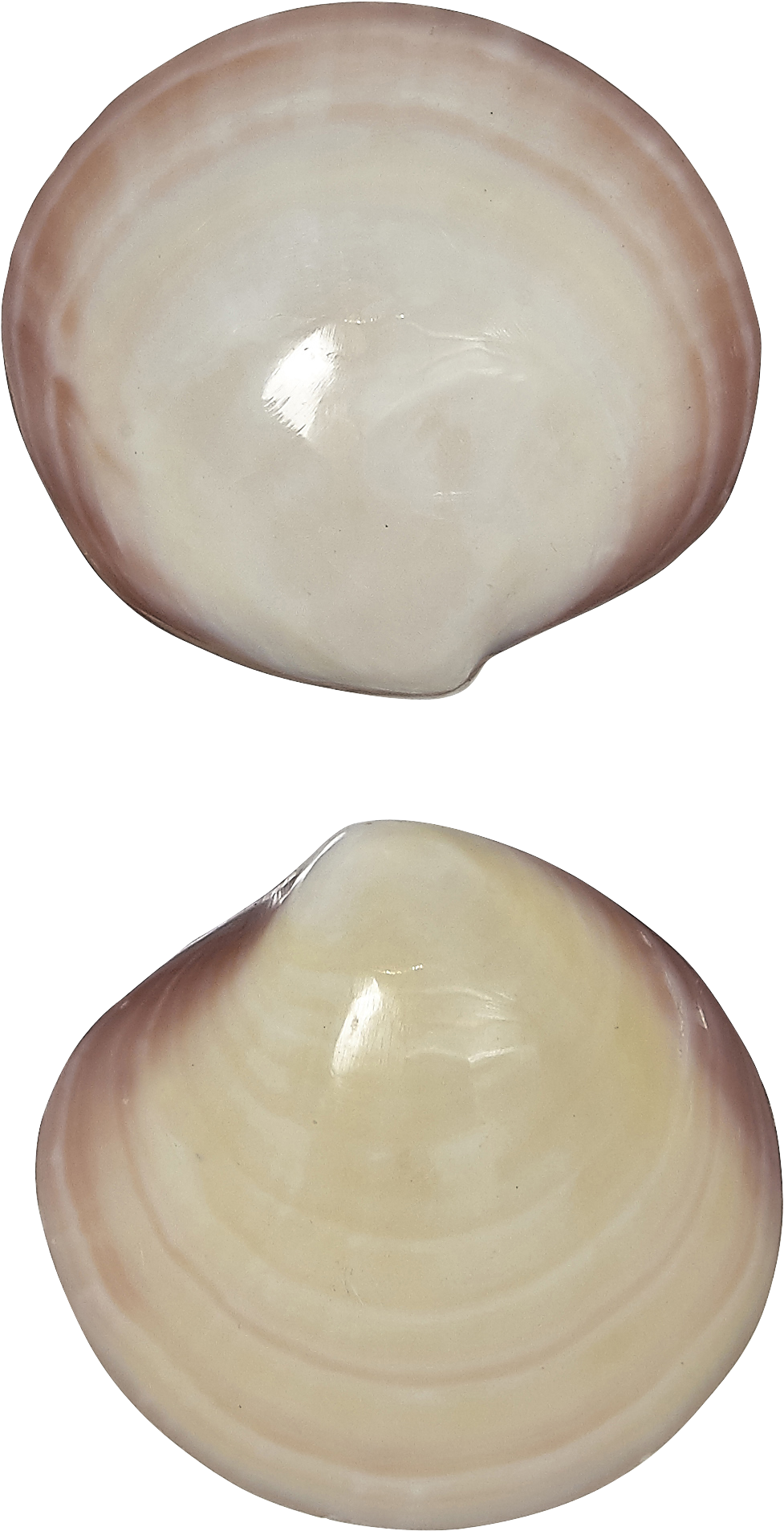 4 Tiger Clam Pair Polished Shells 3-4' - Baltic Clam, HD Png Download PNG with transparent background