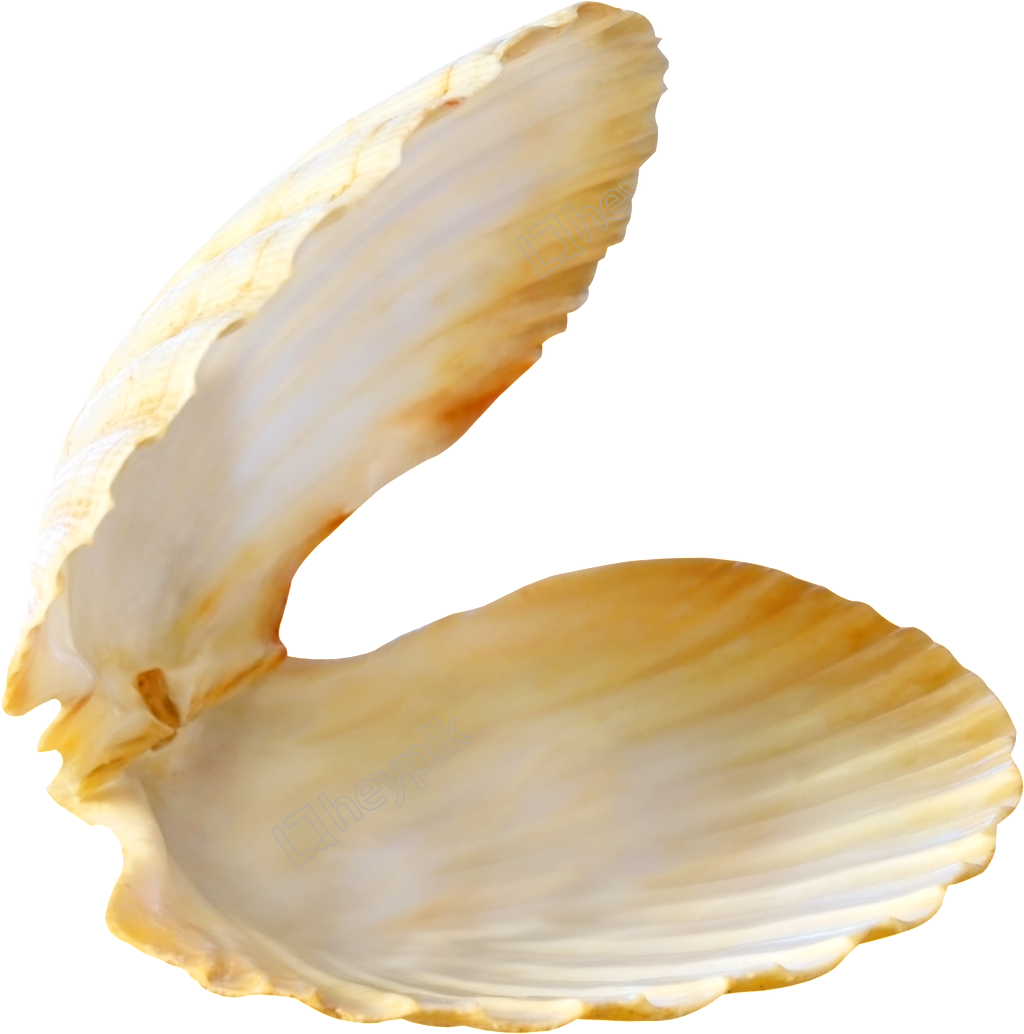 Open Clam Shell Isolated