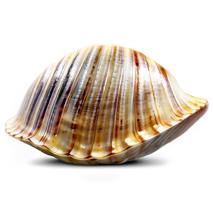 Open Clam Shell Png 61